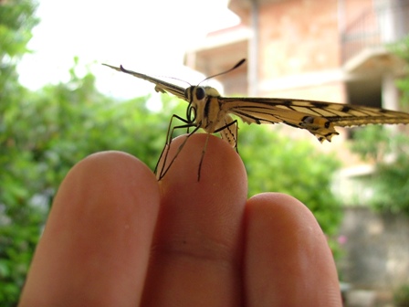 Papilio machaon